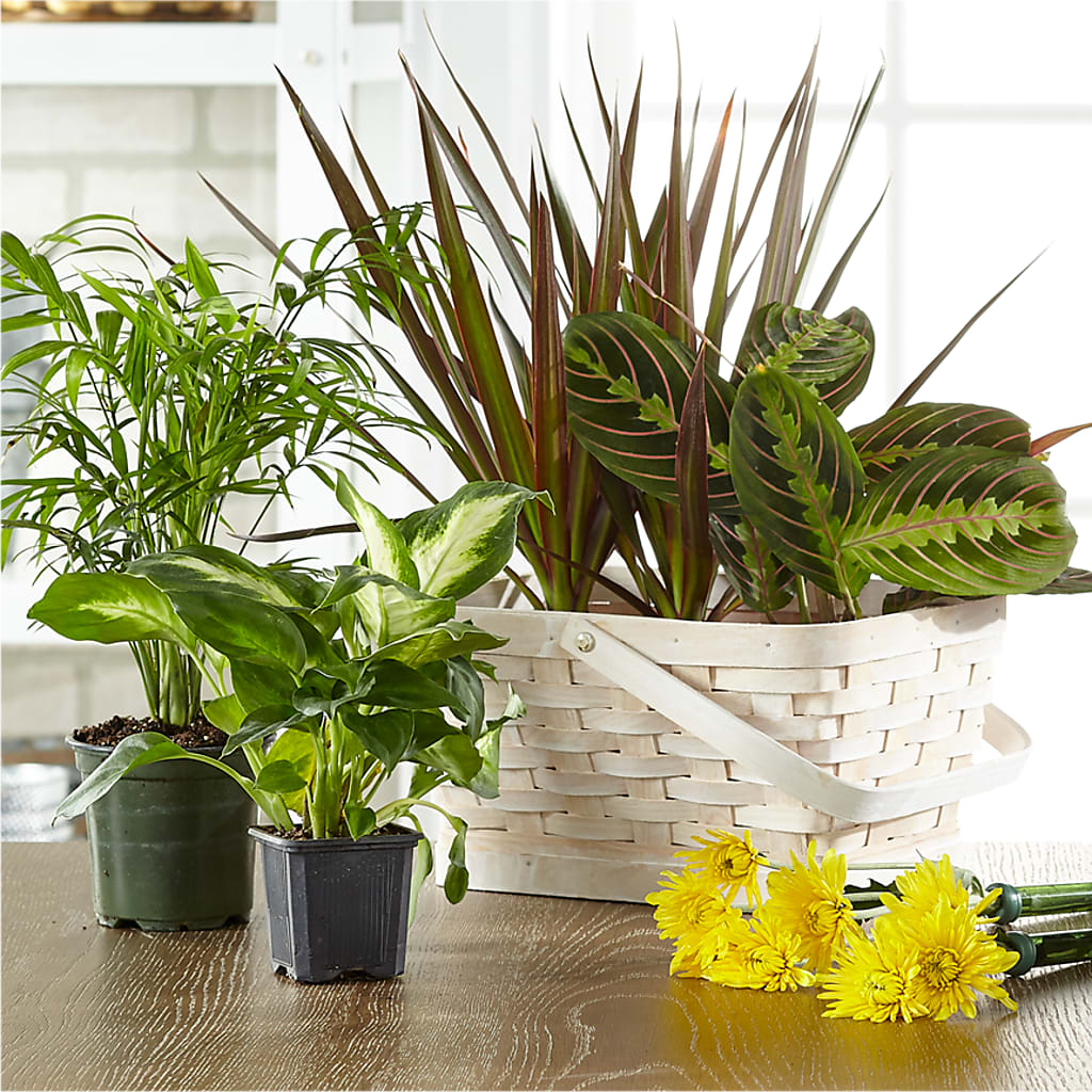 Florist Designed Blooming and Green Plants in a Basket – Simply Flowers, Los Angeles CA