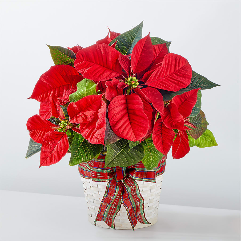 Happiest Holidays Poinsettia – Simply Flowers, Los Angeles CA