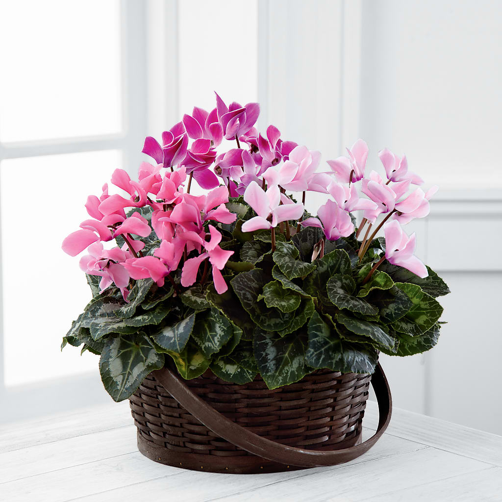 Mixed Cyclamen Planter – Simply Flowers, Los Angeles CA