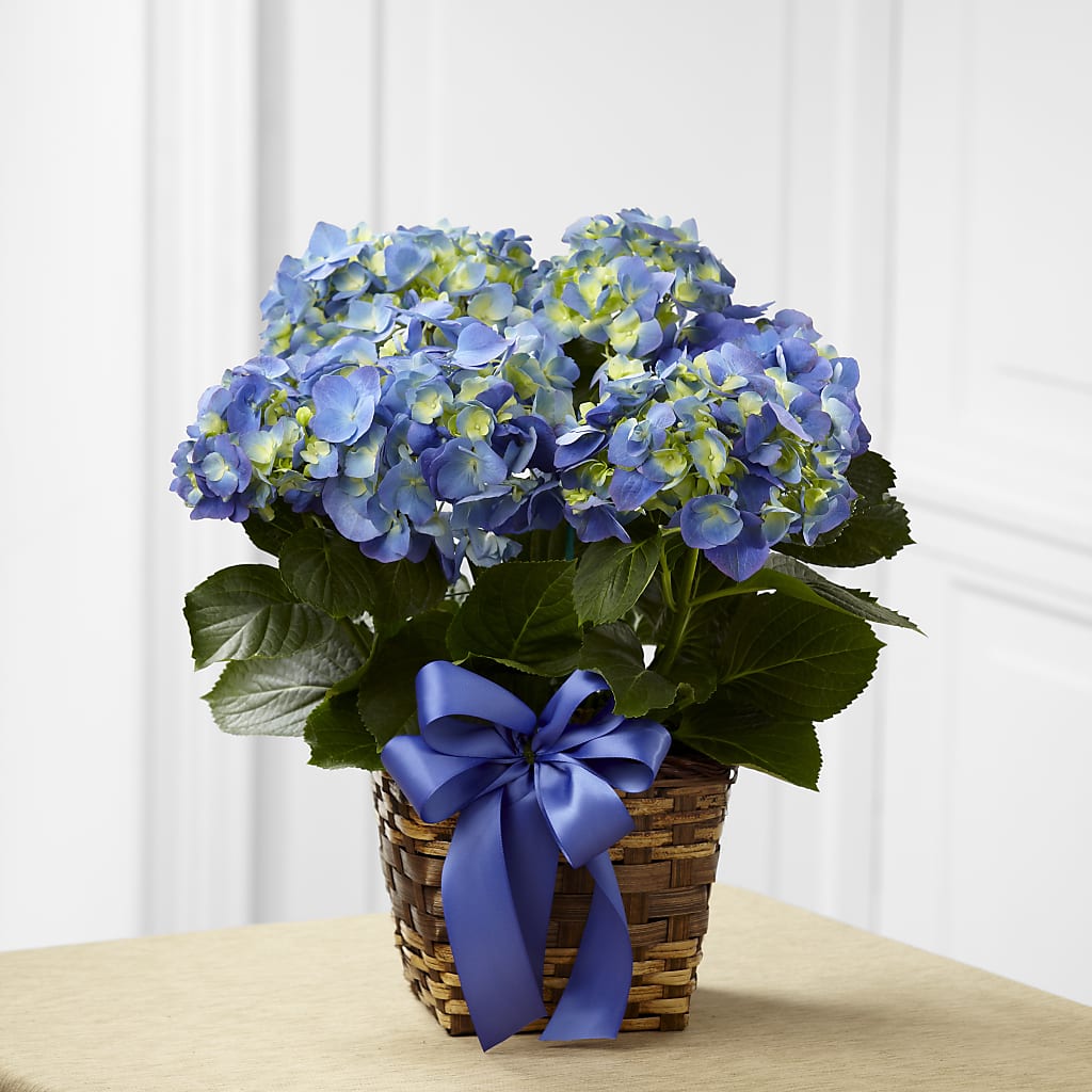 Blue Hydrangea Planter – Simply Flowers, Los Angeles CA