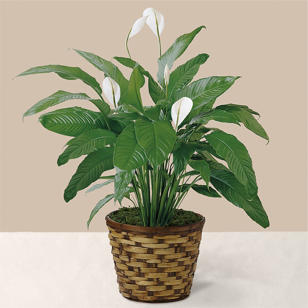 Tranquil Moments Peace Lily Plant – Simply Flowers, Los Angeles CA