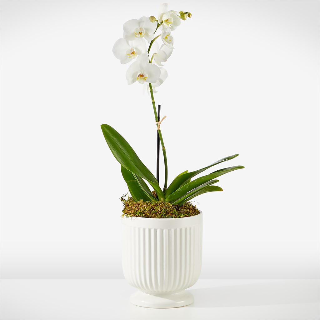 Whispering White Orchid – Simply Flowers, Los Angeles CA