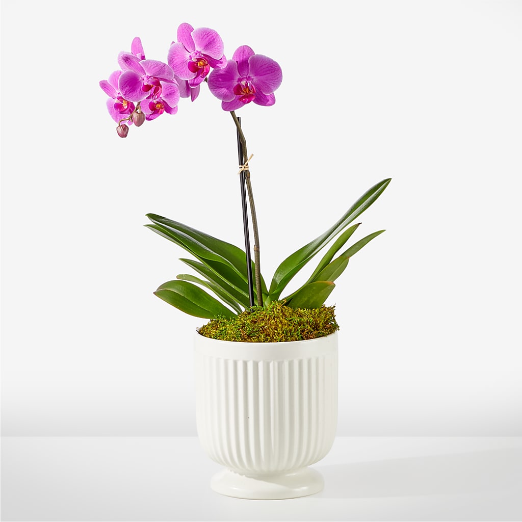 Friendly Fuchsia Orchid – Simply Flowers, Los Angeles CA