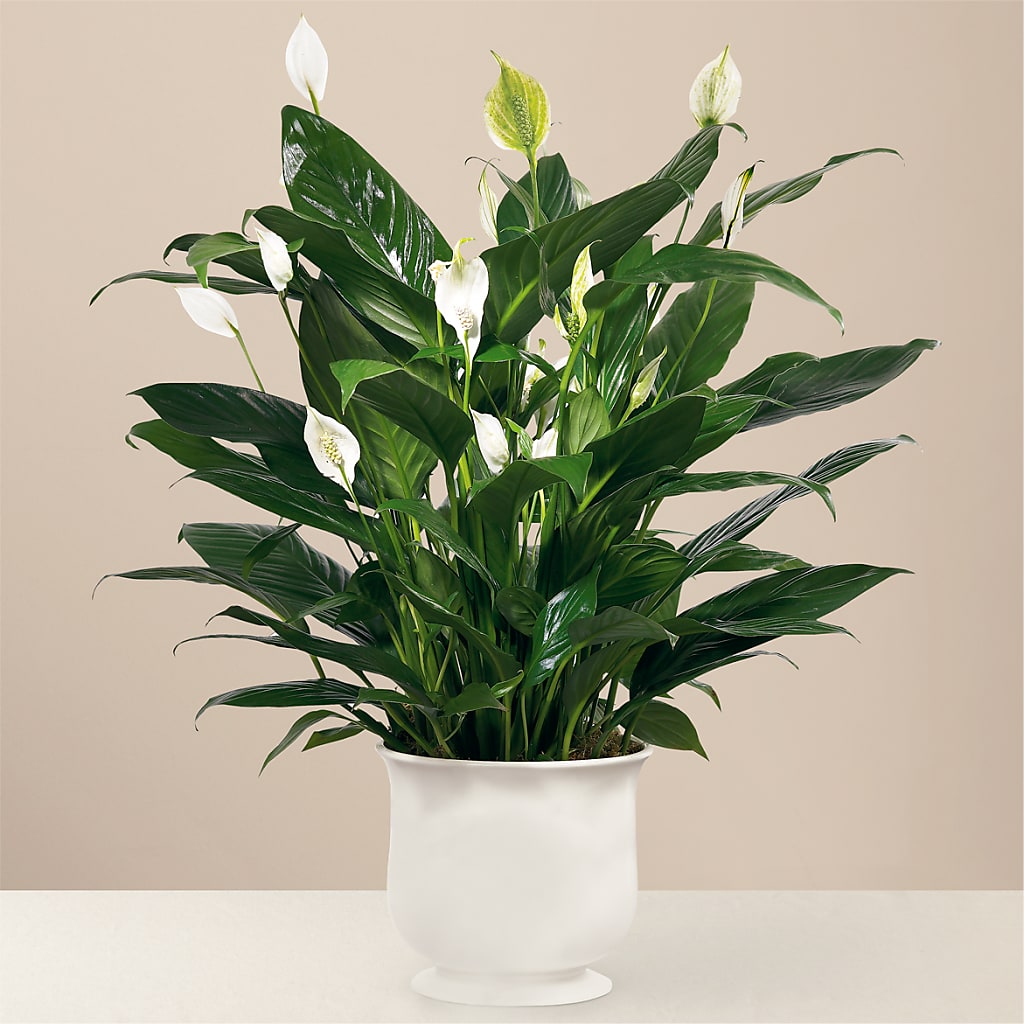 Comfort Planter – Simply Flowers, Los Angeles CA