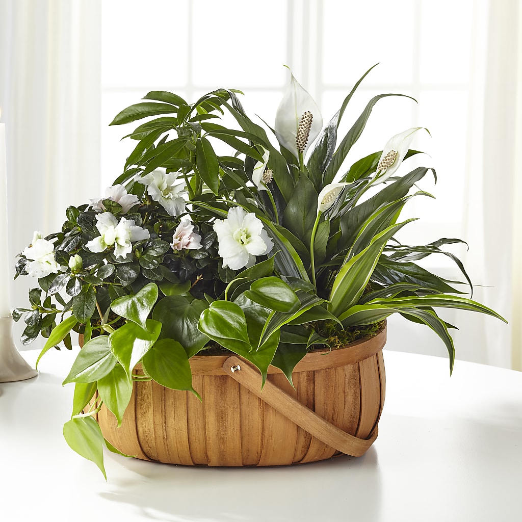 Serene Dishgarden – Simply Flowers, Los Angeles CA