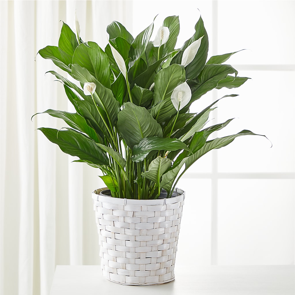 A New Leaf Peace Lily – Simply Flowers, Los Angeles CA