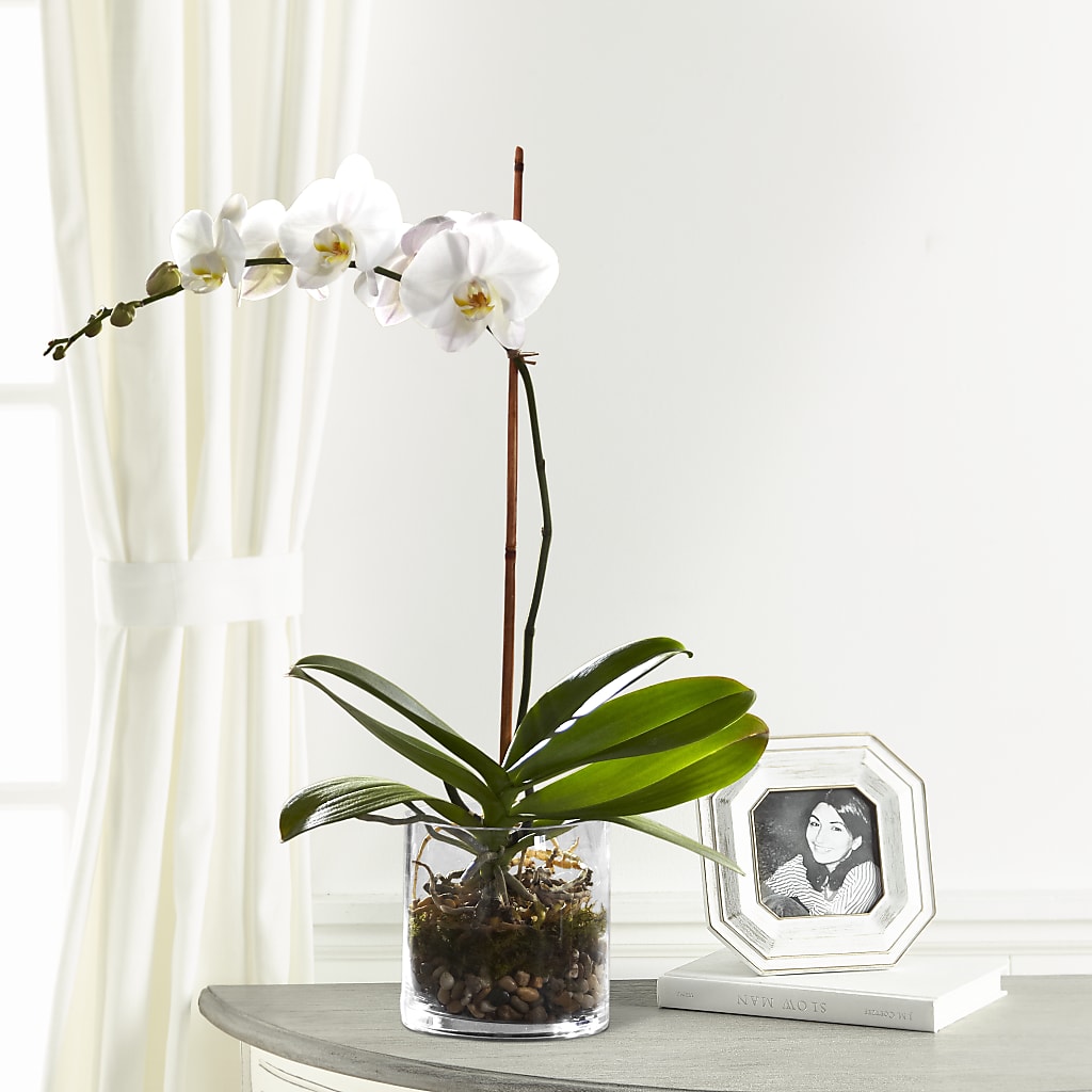 White Orchid Planter – Simply Flowers, Los Angeles CA