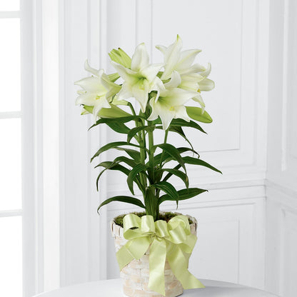 Easter Lily Plant –  Simply Flowers, Los Angeles CA