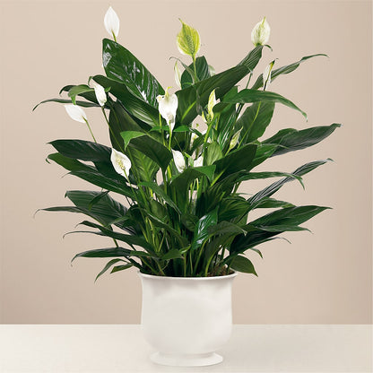 Comfort Planter –  Simply Flowers, Los Angeles CA