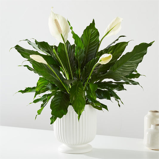 Comfort Planter –  Simply Flowers, Los Angeles CA