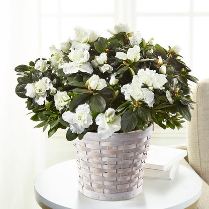 White Azalea Plant –  Simply Flowers, Los Angeles CA