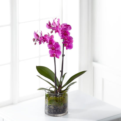 Pink Orchid Plant –  Simply Flowers, Los Angeles CA