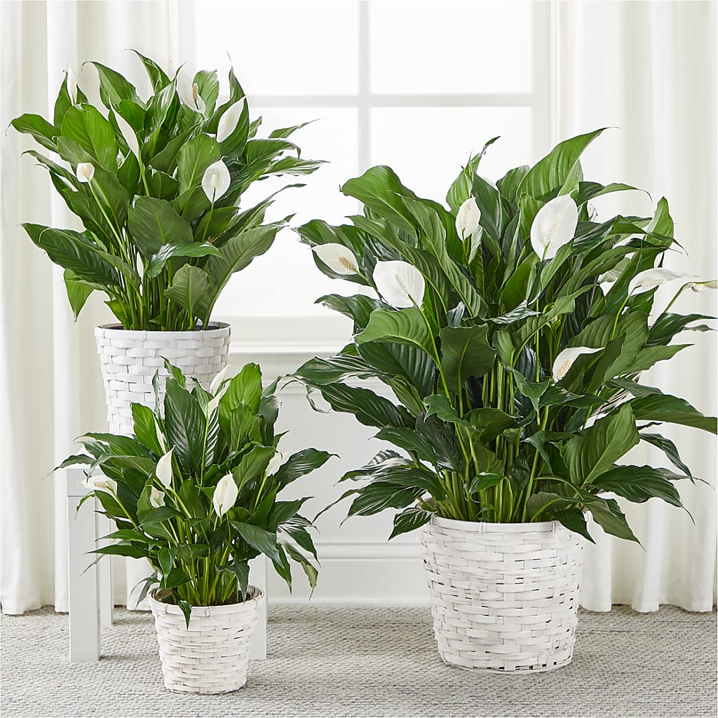 A New Leaf Peace Lily –  Simply Flowers, Los Angeles CA