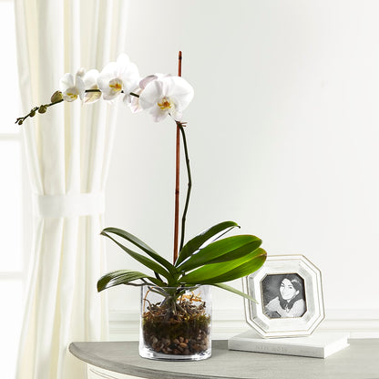 White Orchid Planter –  Simply Flowers, Los Angeles CA