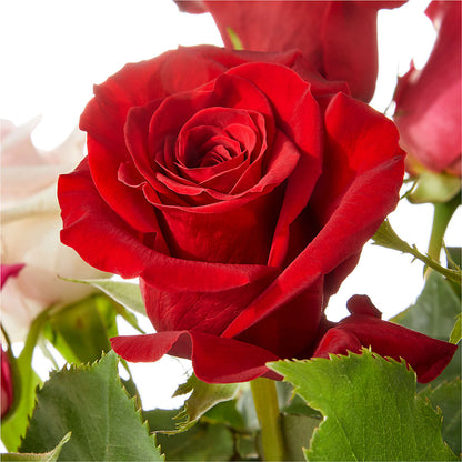 Love Notes Rose Bouquet –  Simply Flowers, Los Angeles CA